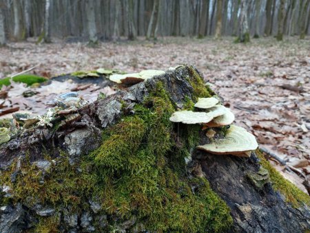 Mushrooms on an old rotten stump covered with green moss. Natural backgrounds and textures with poisonous mushrooms growing on trees. Poisonous mushrooms and recreation in nature.