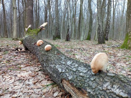 The trunk of an old tree on which mushrooms grow. Forest poisonous wood mushrooms parasites on rotten wood. Forest nature backgrounds during tourist walk in spring.