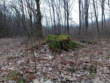 Old rotten tree stump covered with green thick moss in the forest among trees and fallen leaves. Forest landscape and the onset of spring. Natural spring scenery during a walk in the forest.