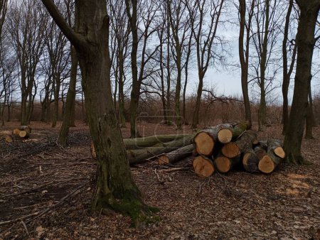 In the middle of the spring forest, cut tree trunks are piled up. Beautiful nature and negative human impact on the environment. Harvesting valuable wood species on an industrial scale.