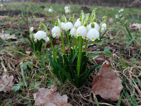 The first spring flowers of snowdrops in the oak forest have sprouted through a thick layer of fallen leaves and green grass. The arrival of spring and the first forest flowers. Natural backgrounds and textures.