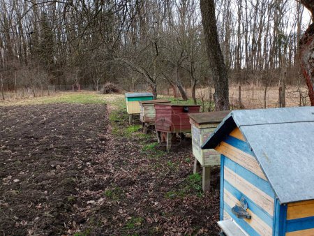 Eine Reihe hölzerner Bienenstöcke des Dadan-Systems im Frühlingsgarten. Themen der Imkerei und Honigsammlung. Ein Honigbienenstand in einem schönen Garten zwischen Obstbäumen.
