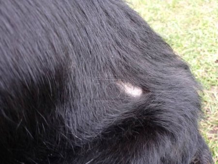Kawałek grzybicy na plecach czarnego psa. Utrata włosów u zwierząt z powodu choroby porostów. Zwierzęta i opieka medyczna nad zwierzętami.