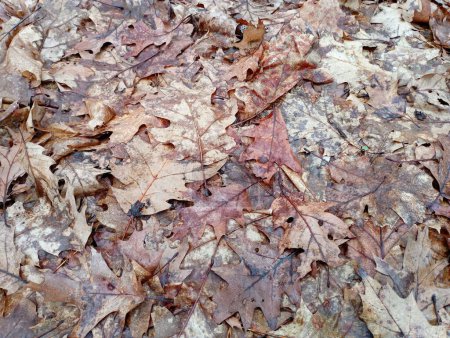 Texture of brown autumn fallen leaves. Leaves create a natural background. Forest backgrounds and textures from fallen oak leaves.