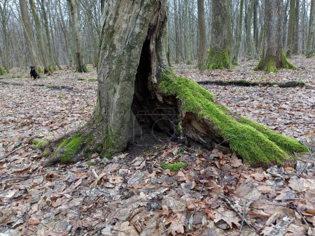 The trunk of an old hornbeam in the middle of the forest with a root covered with green forest moss. A landscape of a dense forest in spring with trees of unusual shapes.