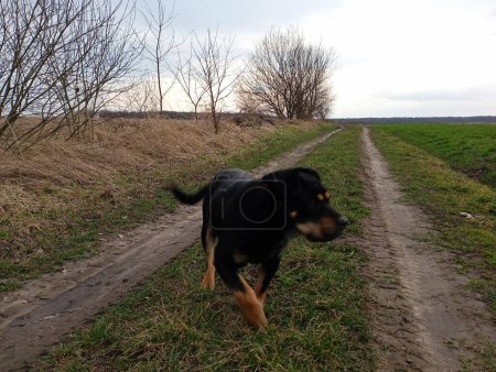 Foto de Un perro negro camina a lo largo de un camino de tierra con pistas de camiones. Caminata y cuidado de mascotas. Un paseo por caminos rurales con mascotas. - Imagen libre de derechos