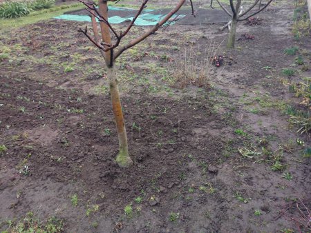 Garden in spring. Young trees are planted in a row. The land has not yet been cultivated and is not ready for planting. Preparation of the garden and orchard for the spring period.