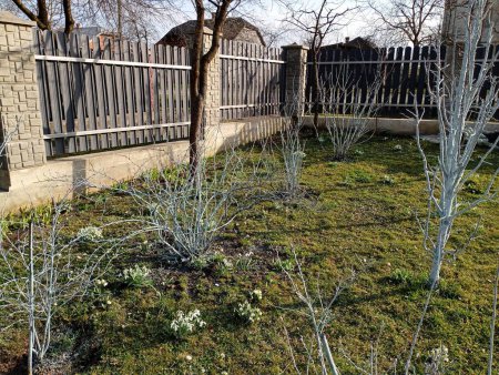 Eingezäunter junger Garten im Frühling. Behandlung der Pflanzen im Frühjahr mit Kupfersulfat. Ein schöner Garten im Hof in der Nähe des Hauses.