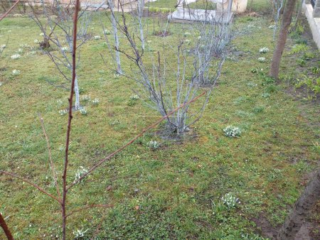 Treatment of garden bushes and trees with a special solution of copper sulfate in the spring period before flowering. Growing fruits and berries on the homestead.