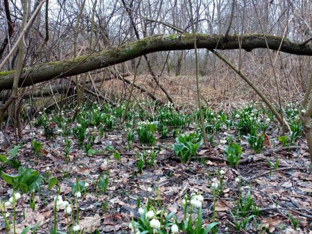 Under the leaning trunk of the oak, snowdrops grow in a large, spacious carpet, occupying the entire area of the wooded glade. Beautiful early spring flowers in the forest.