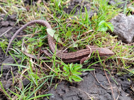 A viviparous forest lizard is hiding in the green grass. Gray lizard in the garden. Cold-blooded animals that are widespread in Europe. Animals are capable of regeneration.