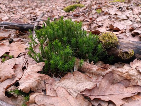 Foto de La textura del musgo verde rompiendo una capa de hojas de roble caído en el bosque. Bosque otoño fondos y texturas. Vegetación forestal. - Imagen libre de derechos
