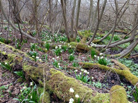 A glade of the first spring flowers of snowdrops in a dense spring forest with many old oak logs covered with green forest moss.