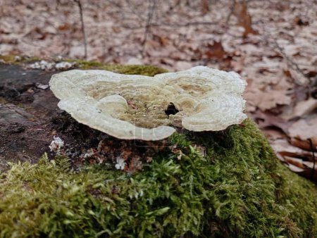 In the forest, a white parasitic mushroom grows on an old stump covered with green moss. Poisonous mushroom themed and forest spring backgrounds and textures.