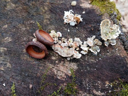 Eichelkappen auf einem alten morschen schwarzen Baumstumpf, neben dem parasitäre Pilze wachsen. Waldhintergründe und -strukturen im Frühling im Wald.
