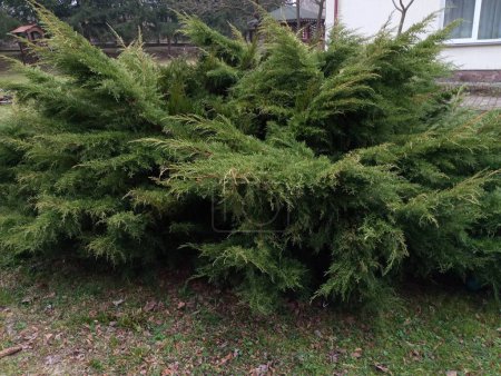 A large bushy coniferous thuja in the yard. Decorative plants in the yard of the bee house.