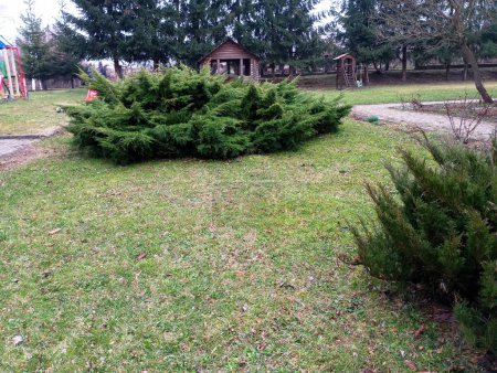 Thuja bushes in the yard. Large green coniferous plants in the middle of the lawn form a park landscape. Decorative plants in the yard of the bee house.