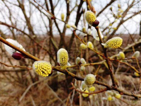 Los capullos de sauce amarillo de primavera han florecido en las delgadas ramas del árbol. El tema del despertar de las plantas y la naturaleza con la llegada de la primavera. Textura de plantas sobre el fondo del cielo azul.
