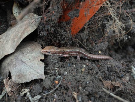 A brown forest lizard with a long tail lurked on the background of soil and fallen leaves.
