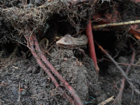 A forest lizard peeks out of a hole from the ground among the roots and soil. The topic of yellow-blooded animals. Viviparous lizard of brown color.