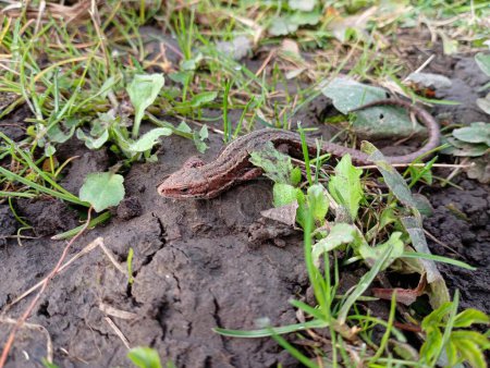 Hunting and camouflage of the forest lizard genus while hunting for small insects. Cold-blooded reptiles in natural conditions. The lizard camouflages itself and lurks in the grass.