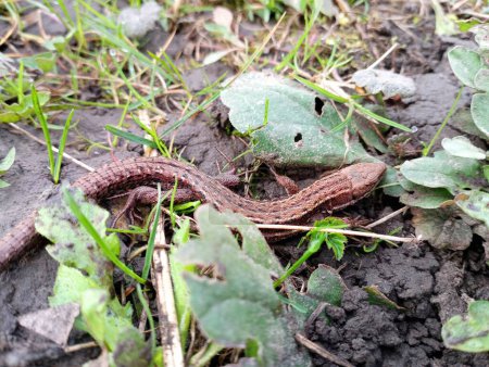 A brown viviparous forest lizard among the green grass is camouflaged against the background of the soil. Cold-blooded reptiles in natural conditions.