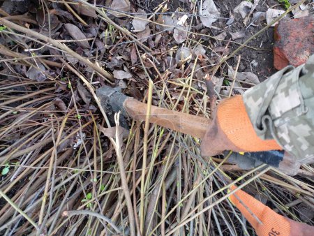 Reinigung und Reinigung im Garten. Fällung und Entwurzelung alter Sträucher. Auf dem Foto schneidet eine Person mit einer Axt die Äste eines Busches vom Boden.