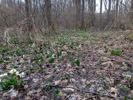 Gray landscape on a glade of snowdrops in an oak forest. Many flowers grew among the trees and fallen leaves in the oak forest.