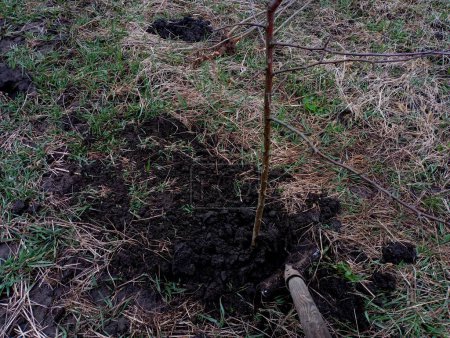 Plantando un árbol joven en el suelo. Trabajos de primavera sobre jardinería de árboles frutales. Plantar un manzano en primavera.