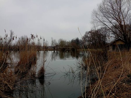 A beautiful pond in the water in the middle of which grows reeds. Dry reeds and reeds around the lake are surrounded by banks with willows growing on them. Fisherman's house on the shore of the lake.