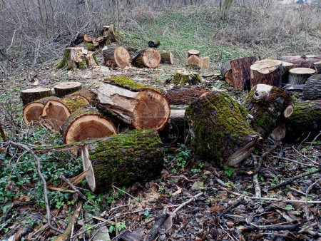 The tree is cut into logs for firewood lying haphazardly on the ground. Harvesting firewood for heating the house in winter. Industrial harvesting of wood.