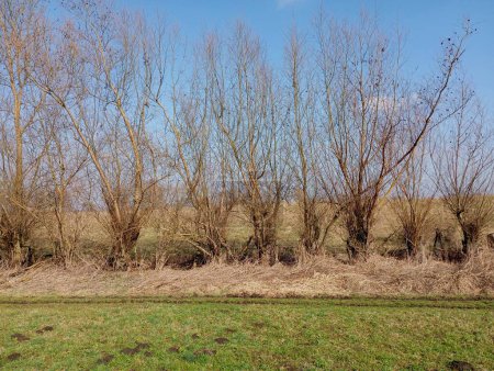 A row of trees against the background of a clear blue sky. Willows planted in an even row in early spring. A fence of trees.