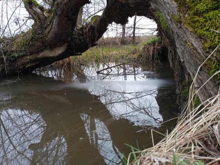 Zwei alte Weiden bilden einen Bogen über einen ruhigen Bach. Zwei Baumstämme über dem Wasser. Natürliche Hintergründe und Texturen. Frühjahrserhöhung