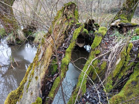 Alte, mit grünem Moos bewachsene Weidenstämme bilden eine Brücke über einen kleinen Bach. Alte morsche Bäume mit Moos als Übergang über Wasser.