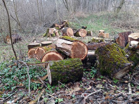 Brennholz zum Heizen des Hauses. Holz wird in kleine Stämme geschnitten, um es zu Brennholz zu verarbeiten. Brennholz aus alten Bäumen ernten.