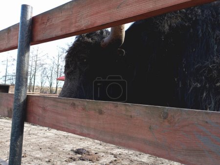 A large black buffalo behind a wooden fence. An animal with large strong horns. Tumatics of keeping large equids.