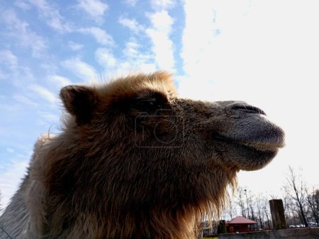 Photo for The head of an African camel on the background of a clear sky. The topic of animals and their care. - Royalty Free Image