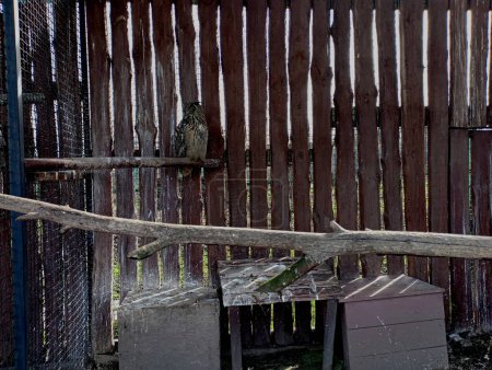 A large owl sits on a branch against the background of a wall made of boards. Beautiful owl in captivity. A big bird in the zoo.