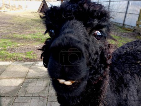 Ein schwarzes Lama mit schiefen Zähnen blickt in die Kamera. Lustige Tiere. Fröhliches Lama.