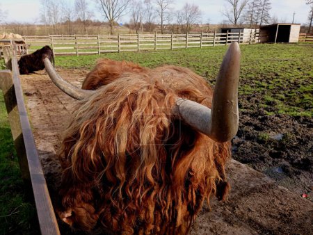 Un grand chien de berger brun derrière une clôture avec une longue laine couvrant ses yeux. Un animal aux cornes gigantesques se tient dans un enclos à côté d'une clôture. Grand animal à doigts pairs.