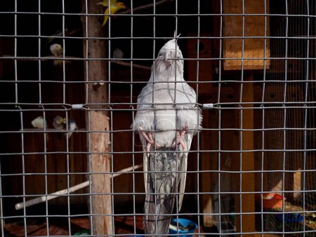 The white parrot clung to the metal lattice of the cage with its paws and beak. Cage with parrots. Beautiful wild birds kept in captivity.