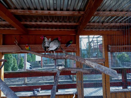 Ein Hühnerstall aus Seabright-Hühnern. Zwei Hähne sitzen auf einem Ast in einem Hühnerstall mit Papageien. Eine künstlich gezüchtete Hühnerrasse. Ein Hühnerstall mit einem improvisierten Baum aus Ästen, auf dem Hühner sitzen.