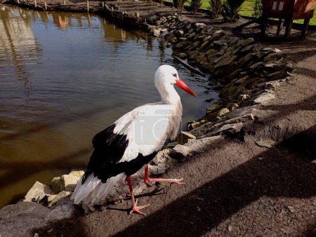 Ein junger Rotschnabelstorch schlendert um einen künstlichen Teich, dessen Ufer mit Steinen gesäumt sind. Ein großer schöner Vogel schlendert am Ufer des Teiches entlang.
