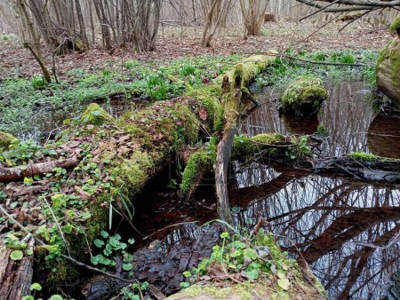 Altes grünes Moos bedeckte Holzstämme im Wasser eines Baches im Wald im Frühjahr. Schöne Frühling Hintergründe und Texturen. Der Wald im Frühling in seiner ganzen Schönheit