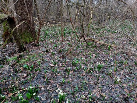 The first flowers in the forest in spring covered everything around. Many snowdrop bushes on a picturesque meadow in spring. A picturesque glade in the middle of the forest with snowdrops.