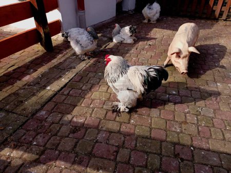 Brama-Hühner in einem speziellen Hühnerstall mit einem Gipsschwein. Landwirtschaft und Geflügelzucht und Pflege von reinrassigen Hühnern.