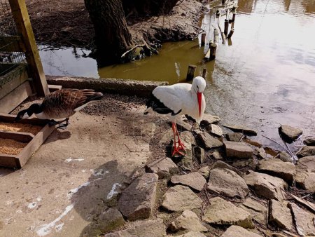 Ein junger Weißstorch senkte traurig seinen Kopf vor dem Hintergrund eines Sees mit Kieselufern. Ein weißer Vogel mit einem langen roten Schnabel. Eine Gans frisst aus einem Trog in der Nähe.