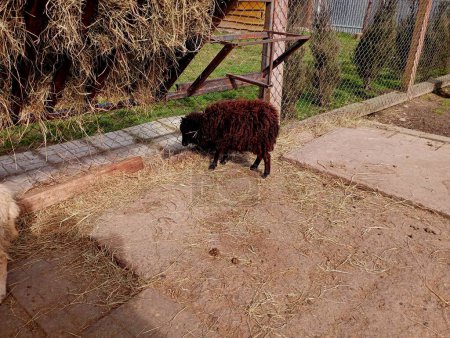 Una pequeña oveja negra está caminando alrededor del corral. Cerca, el alimentador está lleno de svno. Mantenimiento de animales domésticos. Una oveja en un corral en una granja.