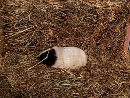 White guinea pig on hay. A cute animal rests on the hay floor. Beautiful rodents and their keeping conditions.