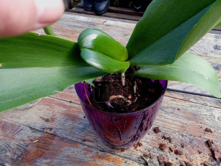 Eine Orchidee in einem violetten Topf in spezieller Erde für Orchideen. Grüne Blätter einer tropischen Pflanze. Pflanzenpflege. Eine Zimmerpflanze im Topf.